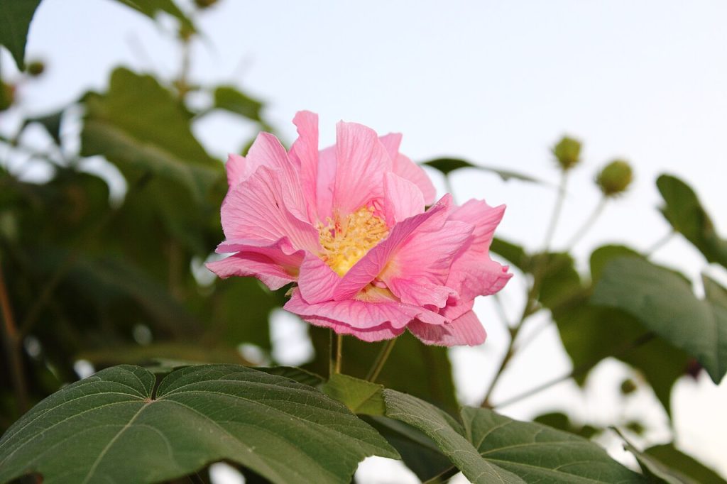 fiore rosa Hibiscus mutabilis 'Plena'