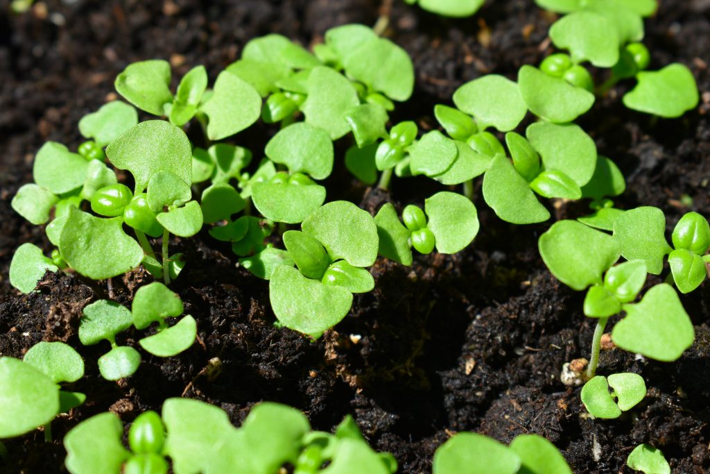 germogli di rucola unsplash