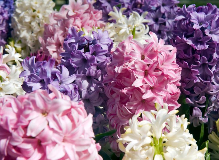 Giacinti viola, rosa e bianchi