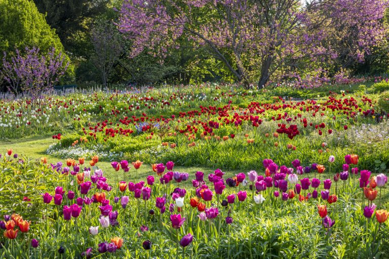 tulipani Hermannshof
