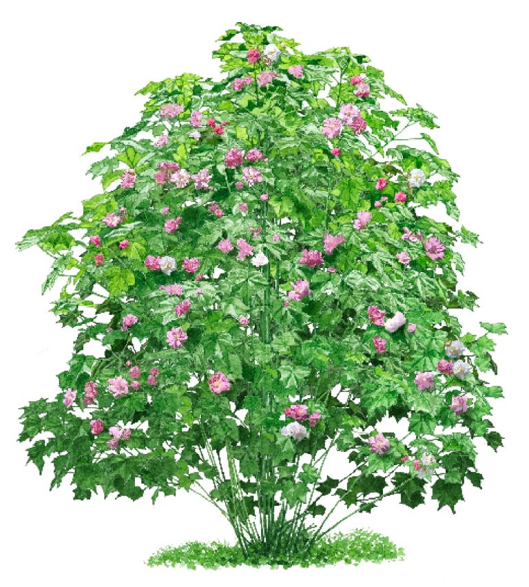 arbusto Hibiscus mutabilis 'Plena'