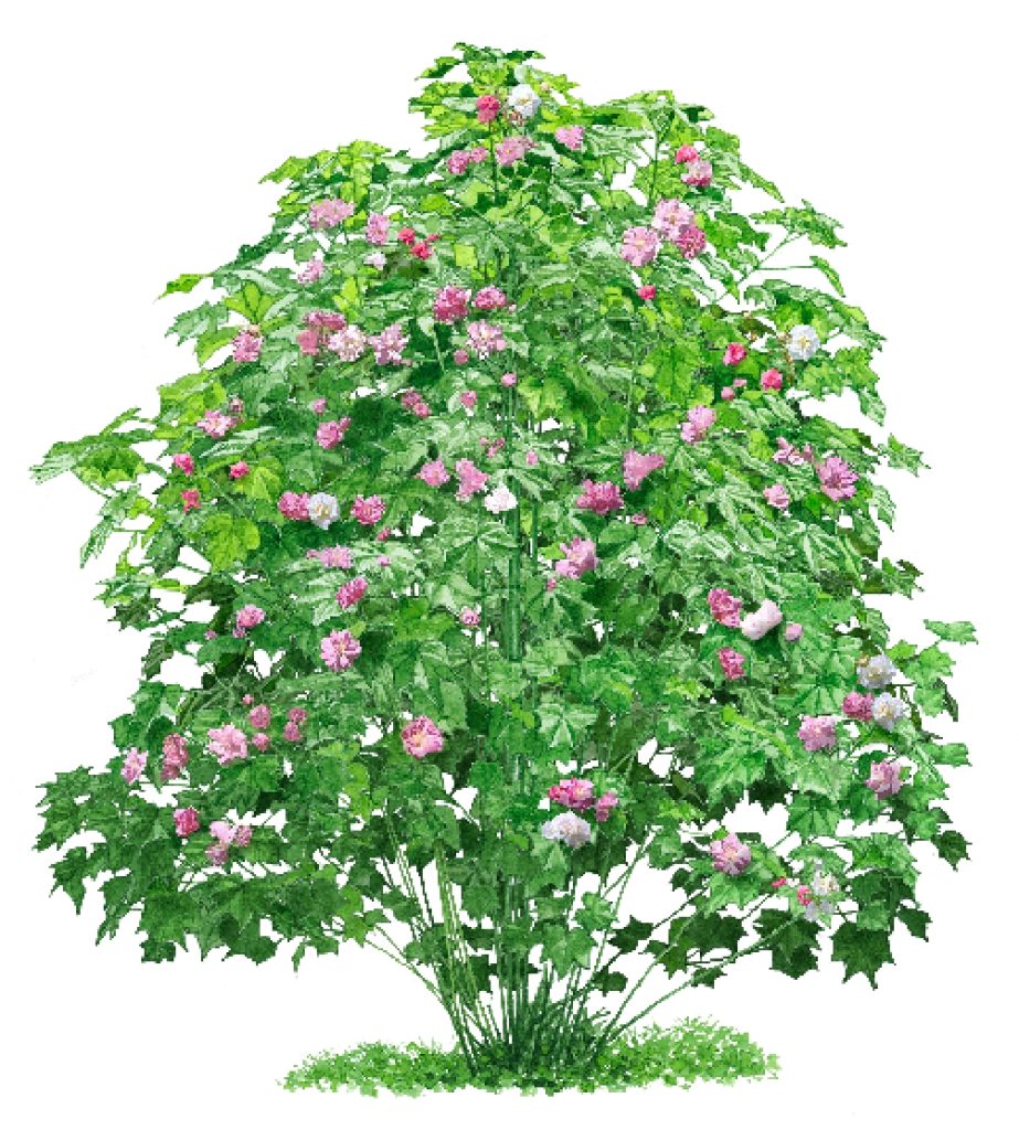 arbusto Hibiscus mutabilis 'Plena'