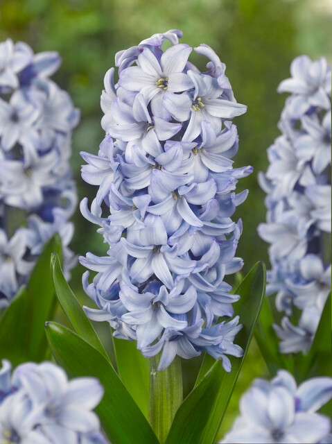 Hyacinthus 'Fresco'