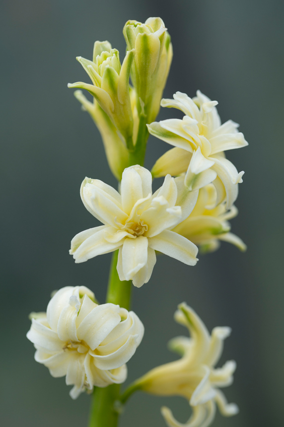Hyacinthus orientalis 'L'Ophir'