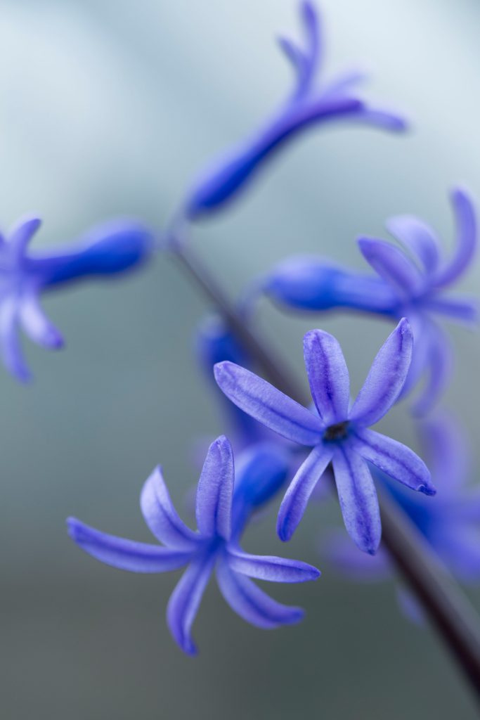 Hyacinthus orientalis