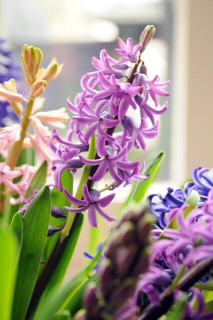 Hyacinthus 'Purple Sensation'