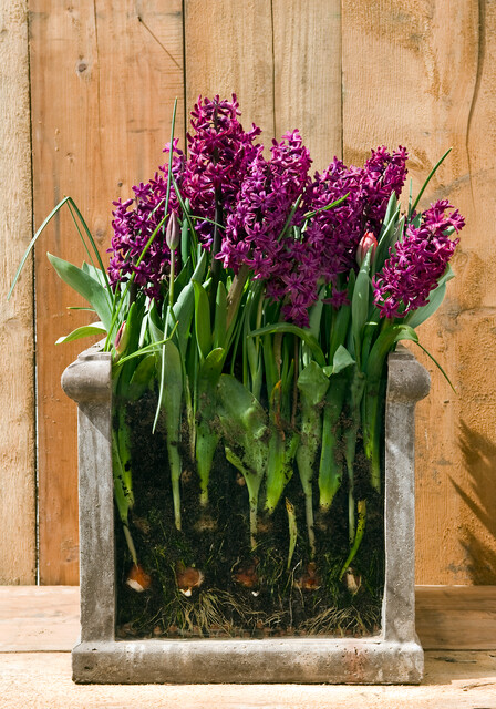 Hyacinthus Woodstock