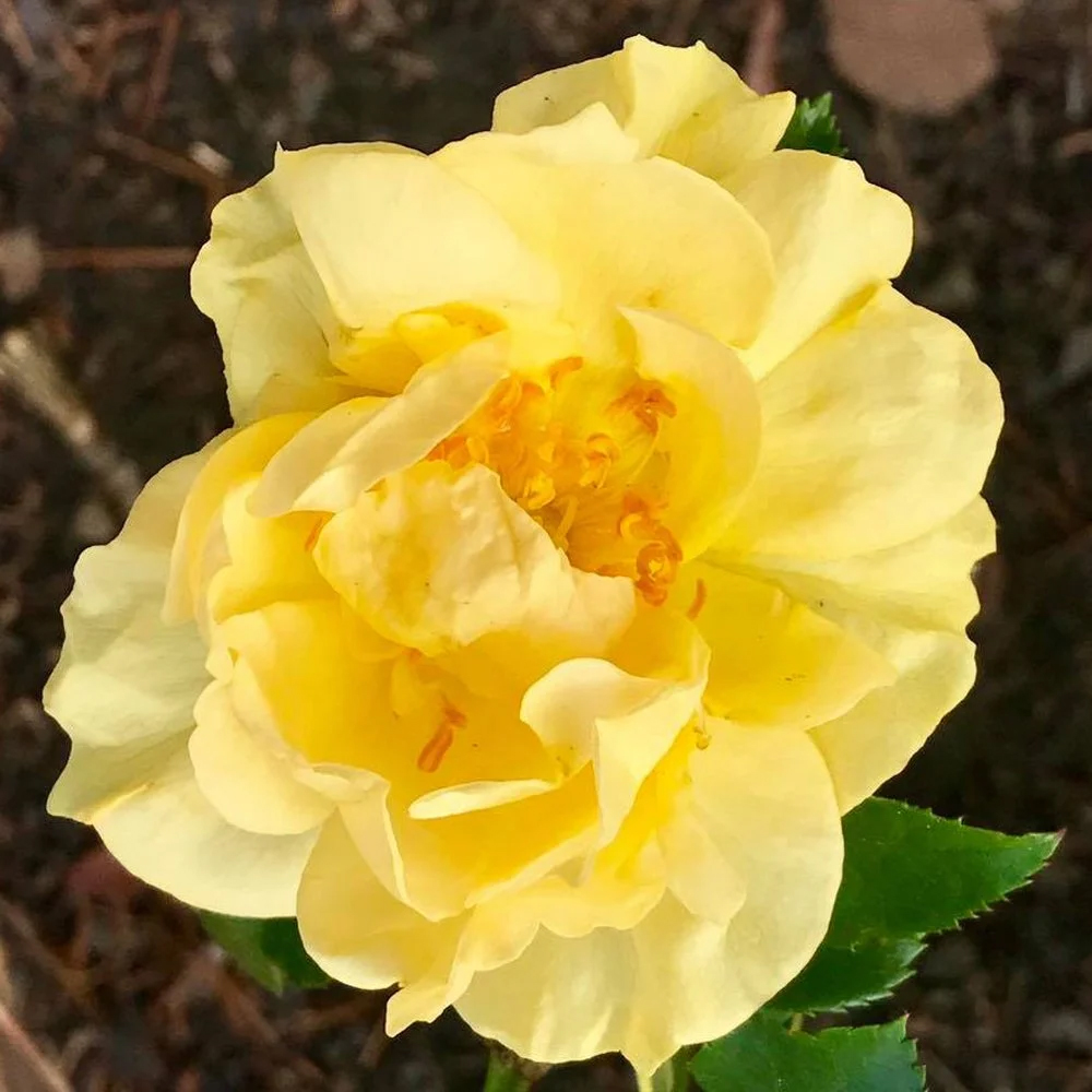 Rosa Knock Out 'Easy Bee-zy' di Meilland