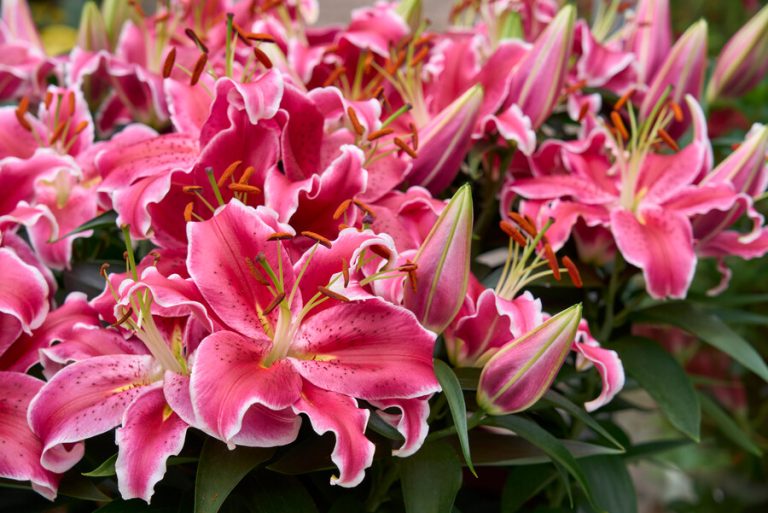 Lilium gigli rosa