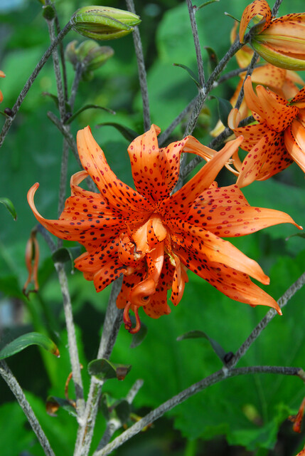 Lilium lancifolium 'Flore Pleno'