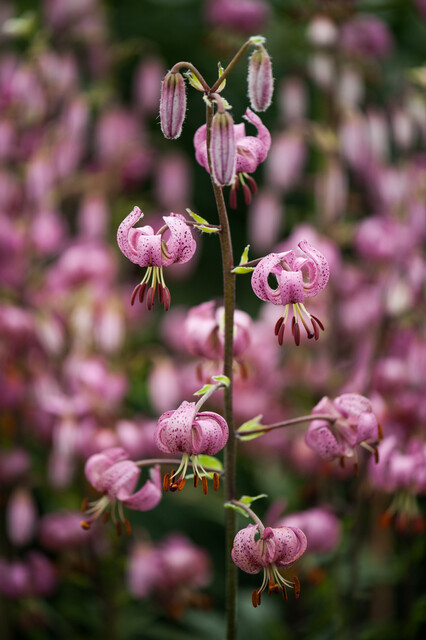 Lilium martagon