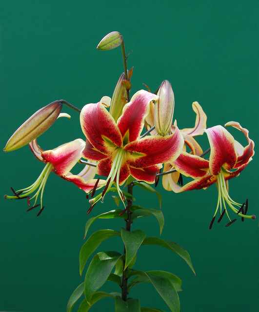 Lilium 'Scheherazade'