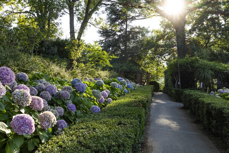 Ortensie Villa Cimbrone