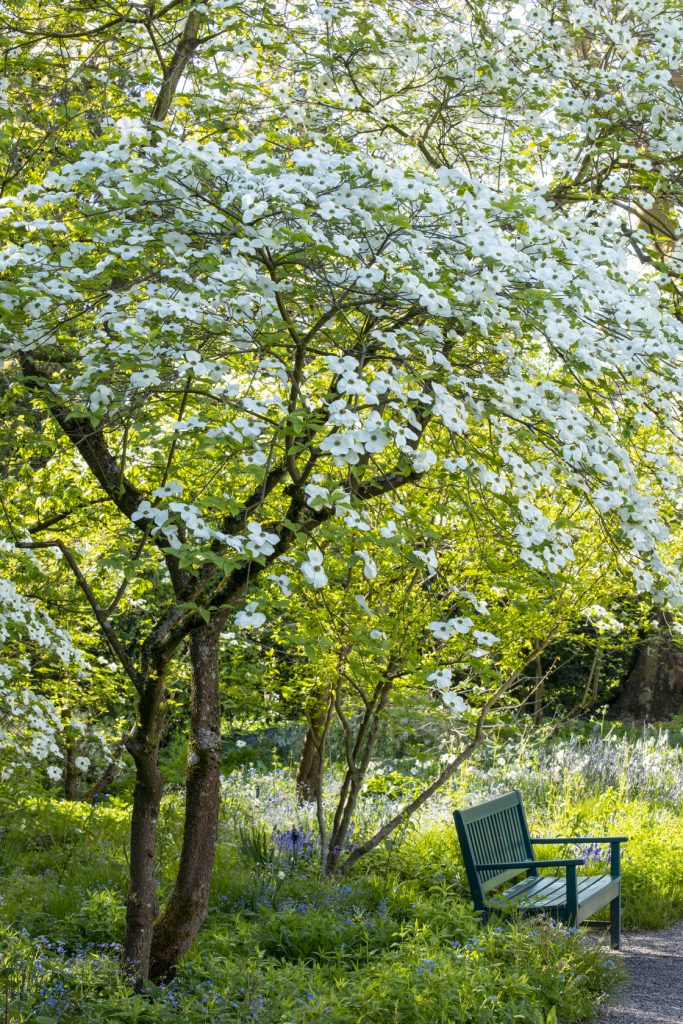 panchina all'ombra di un cornus nuttallii 'Ascona'