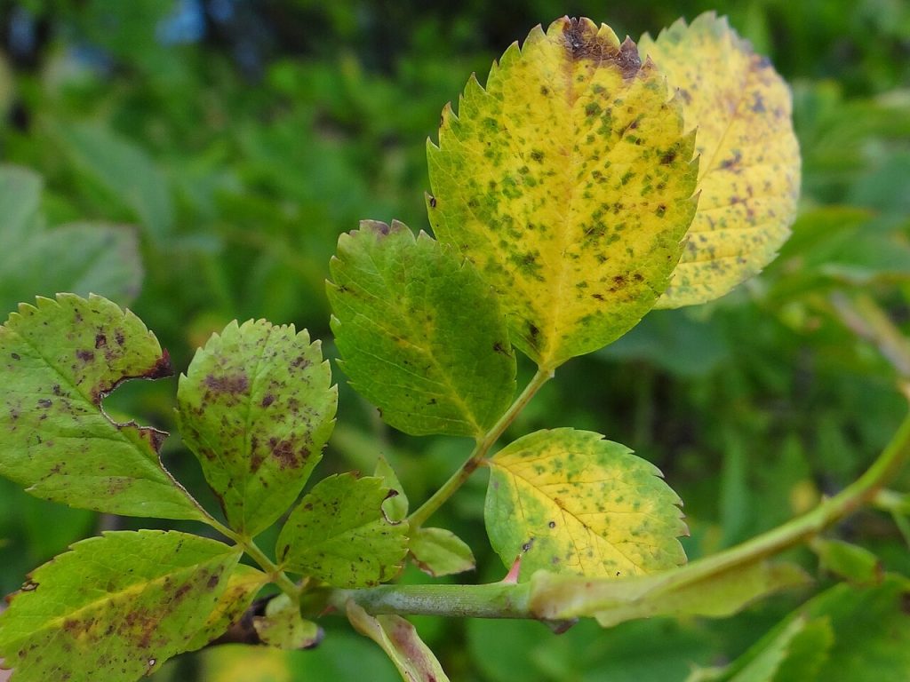 Foglie con macchie clorotiche e necrosi