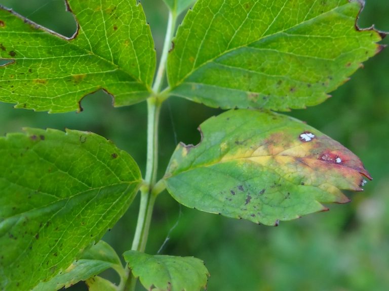 Peronospora sparsa su foglie di rosa canina