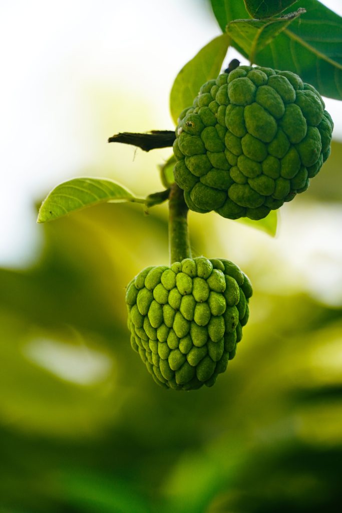 Frutti di Annona cherimola - Foto Pexels