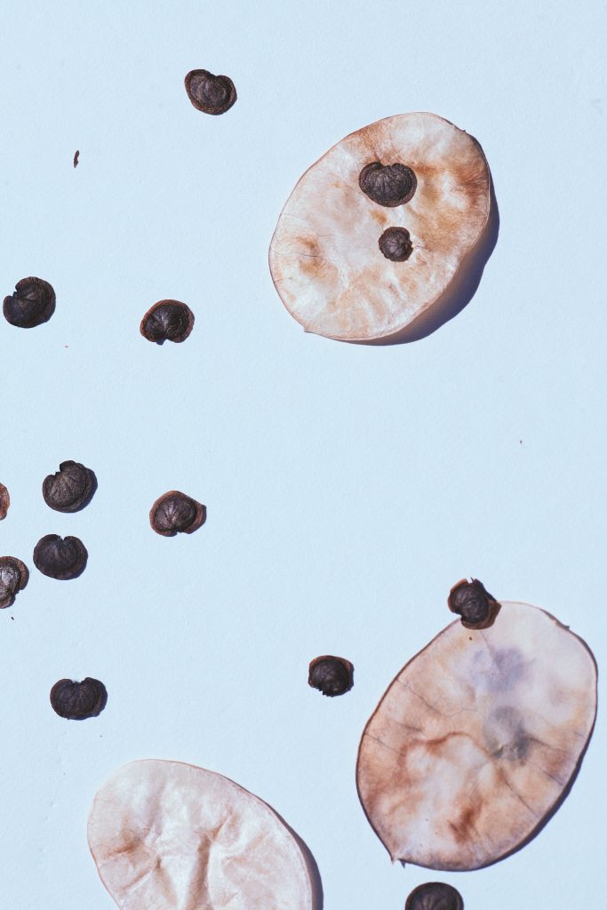 Silique di Lunaria annua - Foto Pexels