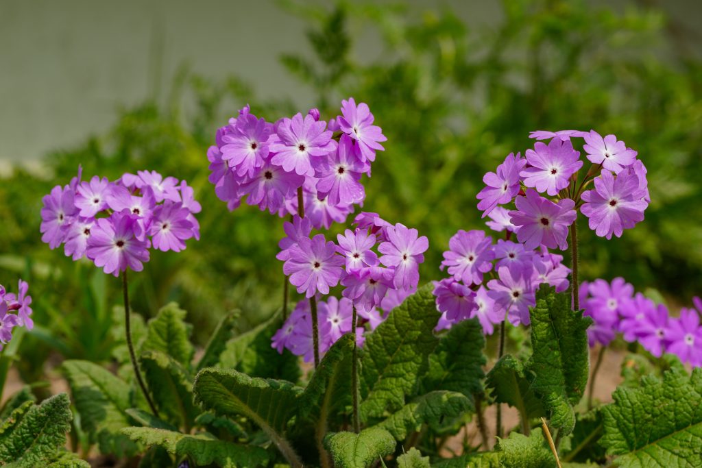 pexels primula sieboldii