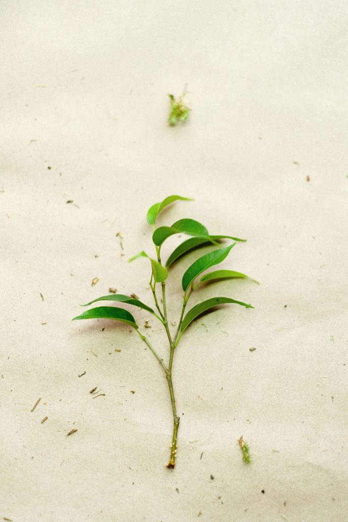 pexels talea di ficus benjamina