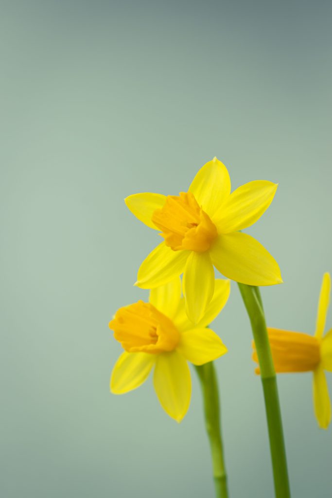 Narcissus jonquilla
‘Sailors’s Choice’