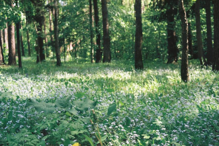 bosco foresta con piccoli fiori bianchi