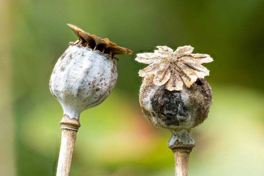 Capsule di papavero - Foto Unsplash