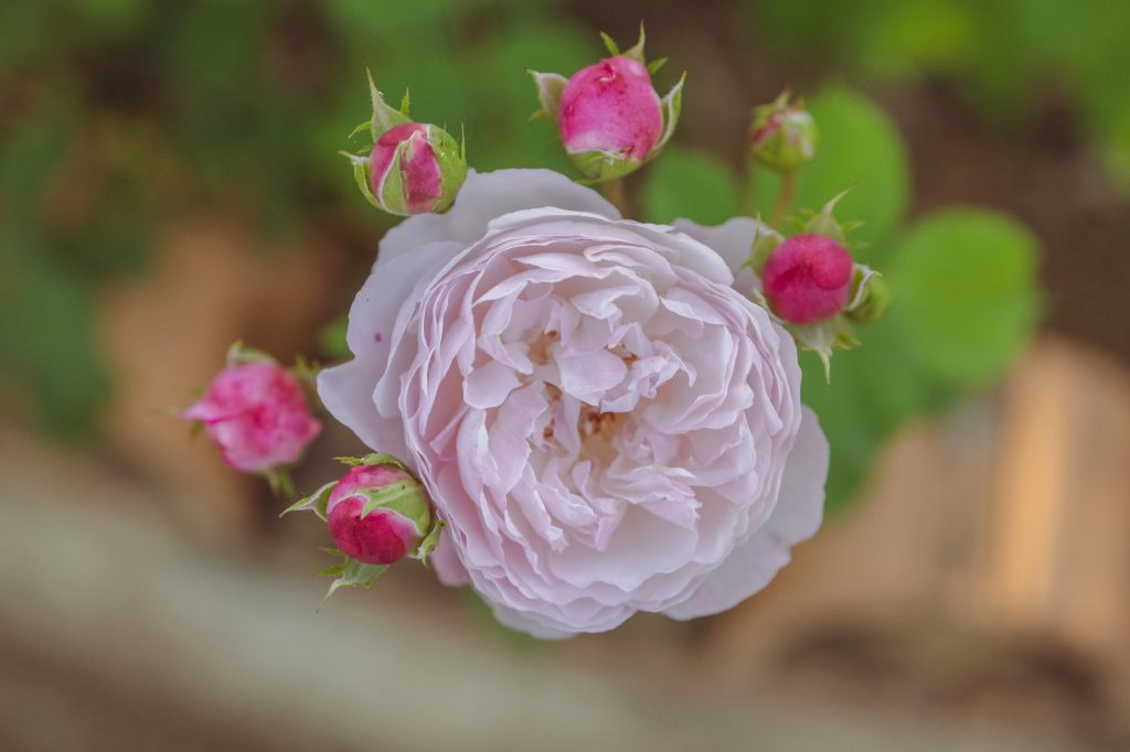 Rosa 'Madame Pierre Oger'