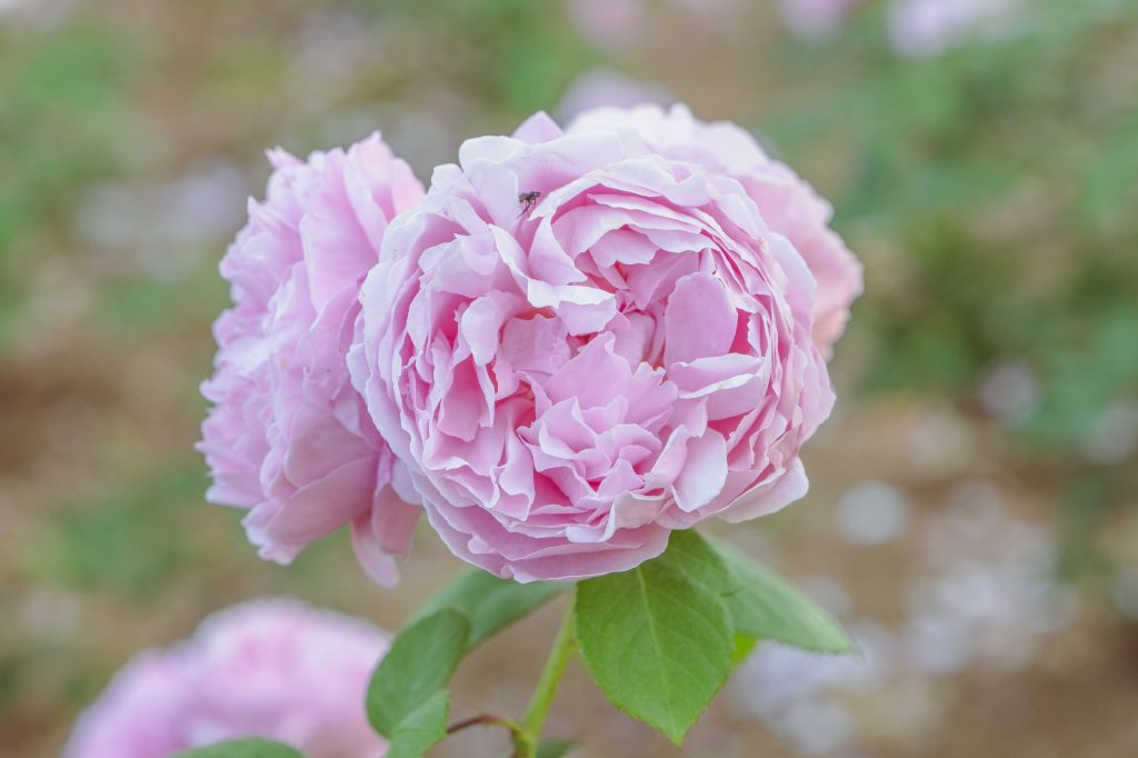 Rosa 'Mary Rose'
