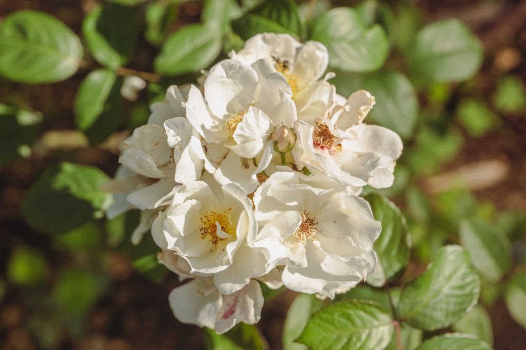 Rosa 'Moonlight'