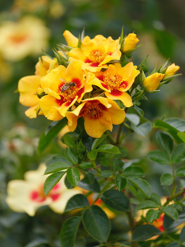 Rosa orienta 'Milya' di Rosen Tantau