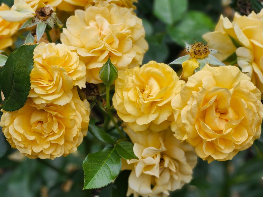Rose giallo burro