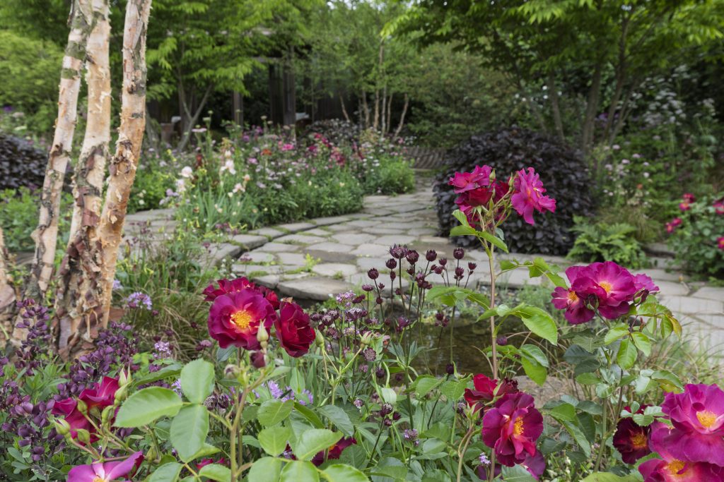Rose 'Tuscany Superb' e astranzie
