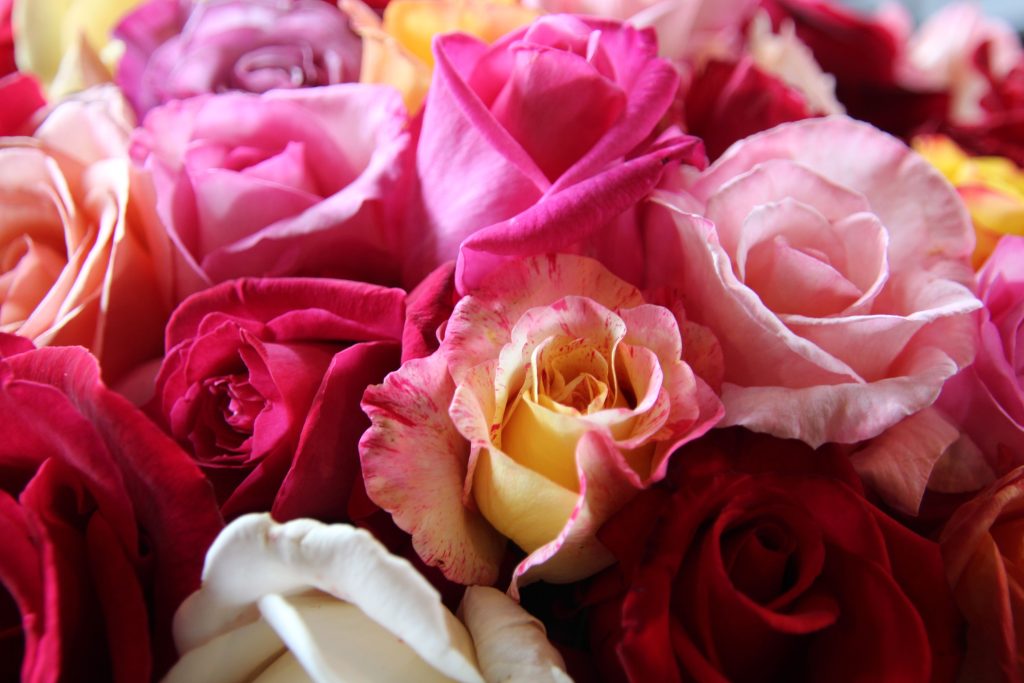 Rose in varie tonalità di colore
