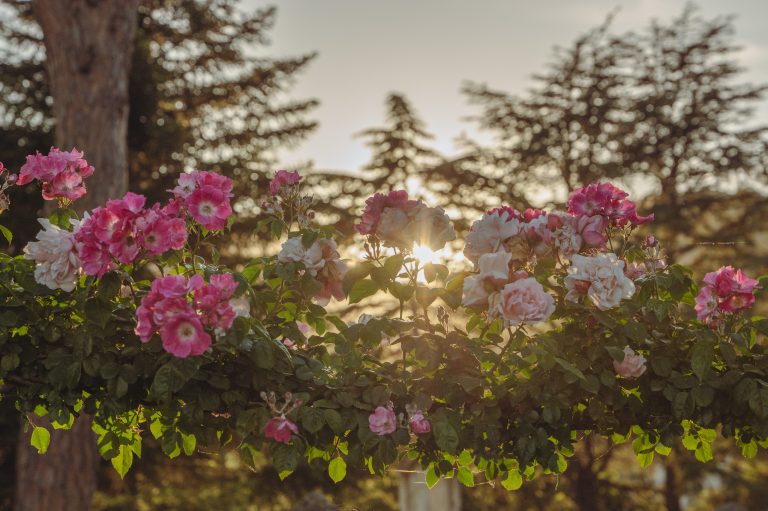 Rose nel roseto di Villa Cimbrone