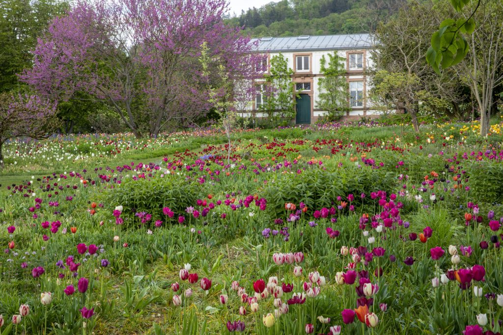 Un prato di tulipani naturalizzati davanti alla villa di Hermannshof