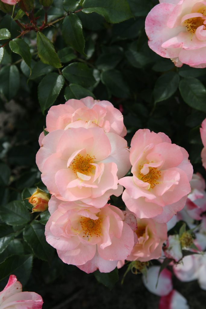 Rosa 'Zauberhaft' di Kordes