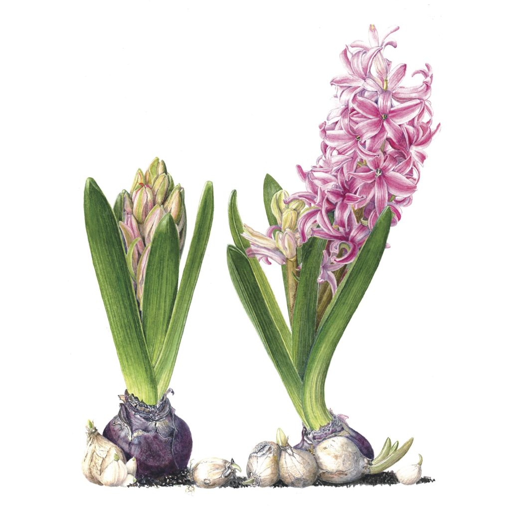 Giacinto fiore e bulbi di muscari illustrazione