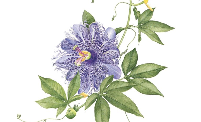 Illustrazione di Passiflora 'Pina'