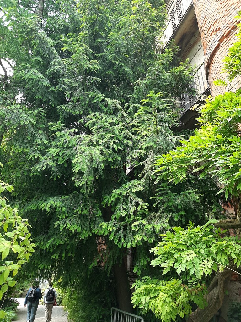 Torreya taxifolia