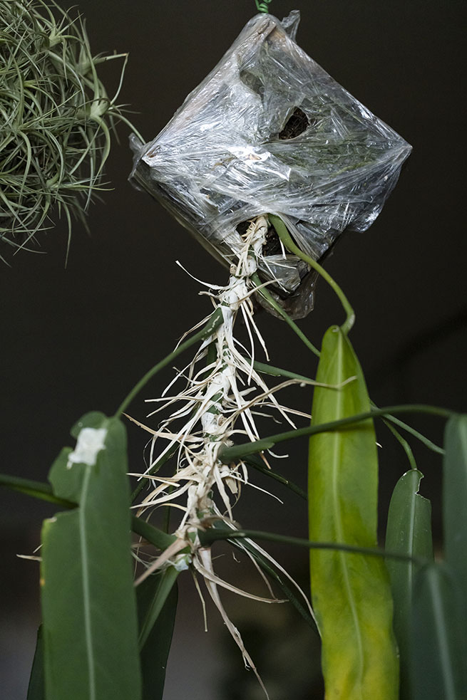 Anthurium pallidiflorum 