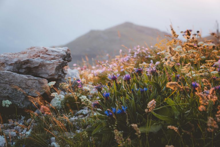 fiori su Monte Baldo, Malcesine, VR, Italy-unsplash