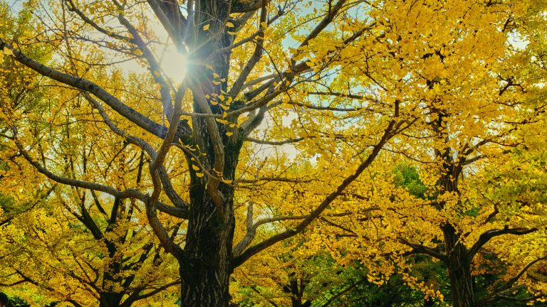 Gingko biloba con foglie gialle