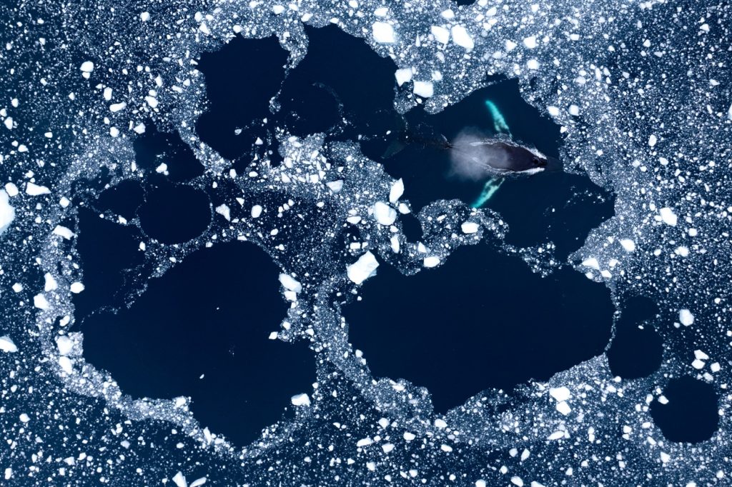 Humpback's Ice Flower di Roie Galitz