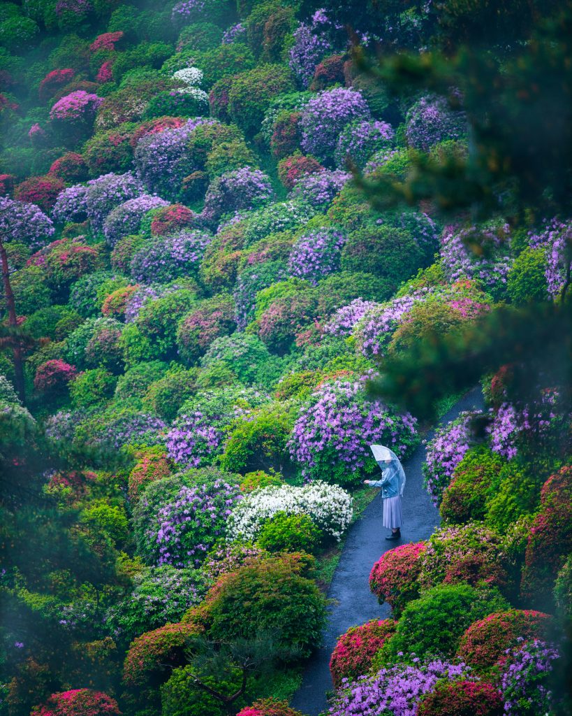 Azalee e altre acidofile in fiore nel Tempio Shiofune Kannon-ji a Tokyo - Foto Unsplash