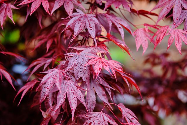 Acer palmatum foglie autunnali