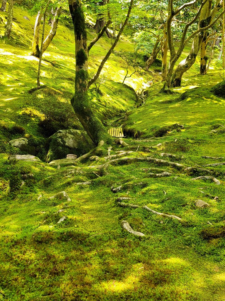 Esempio di un Kokedera, o giardino di muschio - Foto Pexels