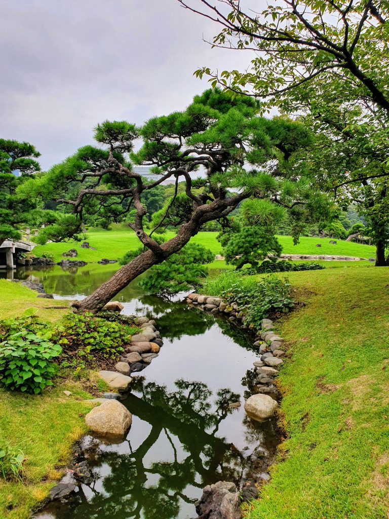 La particolare forma di un albero di pino - Foto Pexels