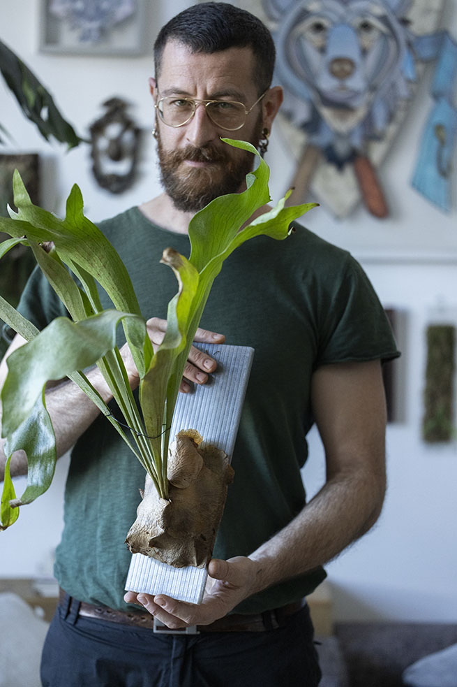 Platycerium bifurcatum