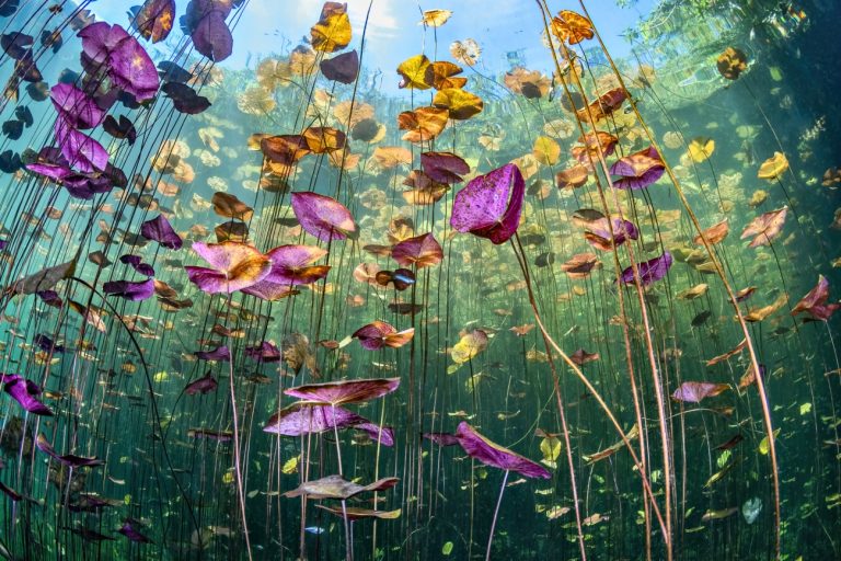 Underwater Garden di Ysabela Coll